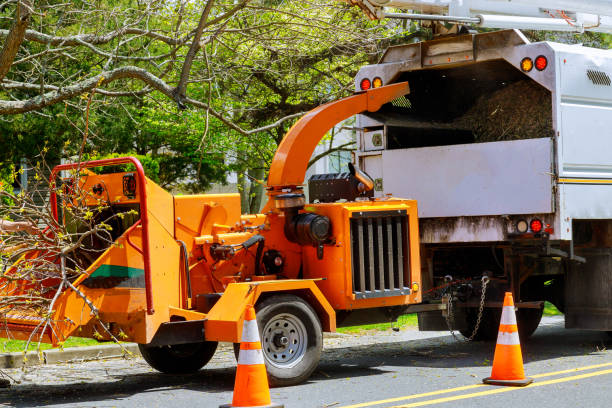 Emergency Storm Tree Removal in Bryant, AR